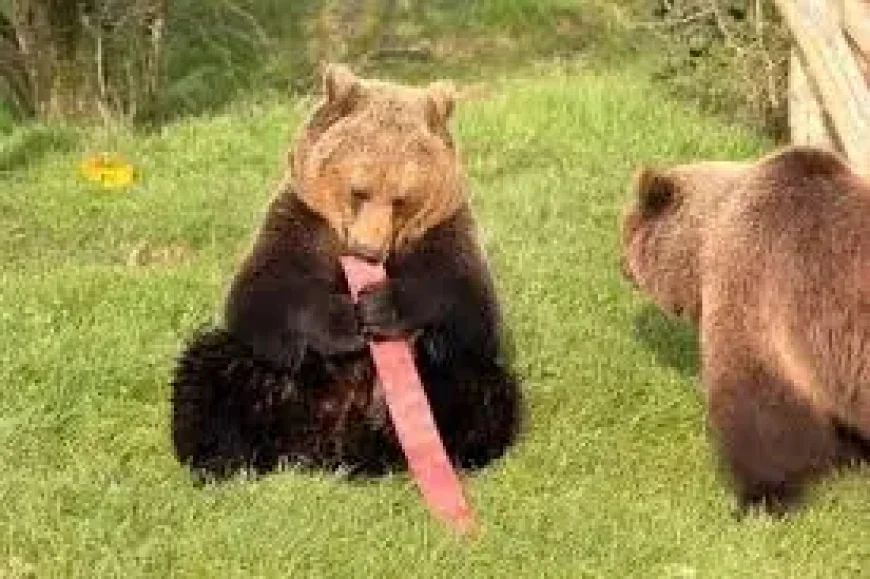 Old fire hoses made into toys for Whipsnade Zoo’s bears