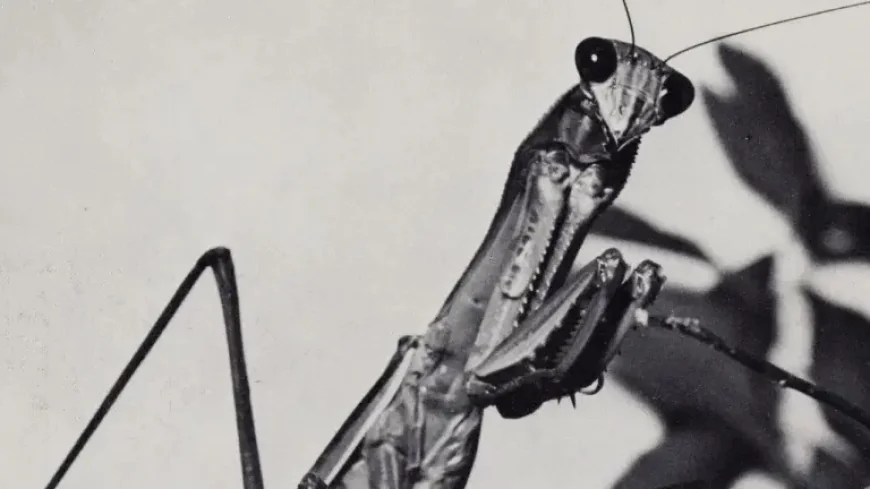 Courtney Barnett and the Quiet Panic of “One Thing At A Time”