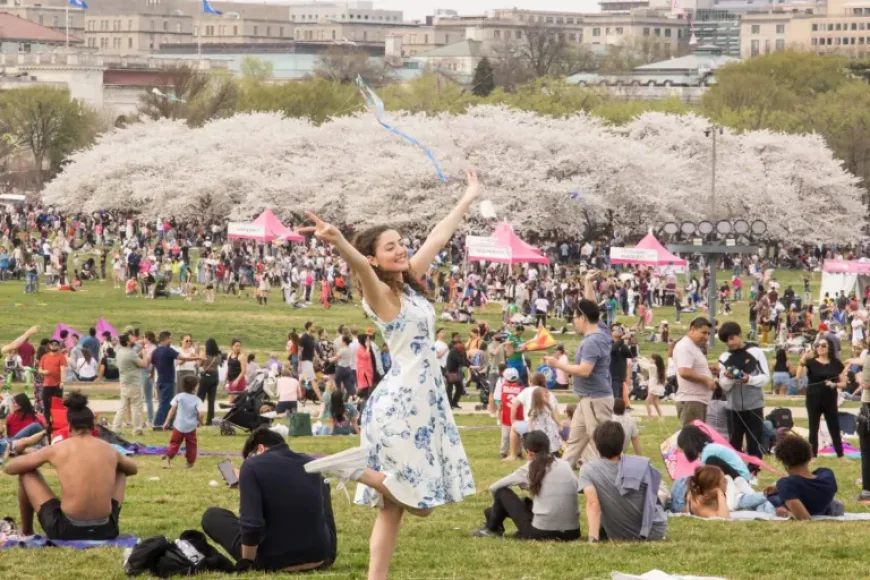 Kite Festival Dc: 3 pressure points shaping peak-bloom weekend choices in Washington