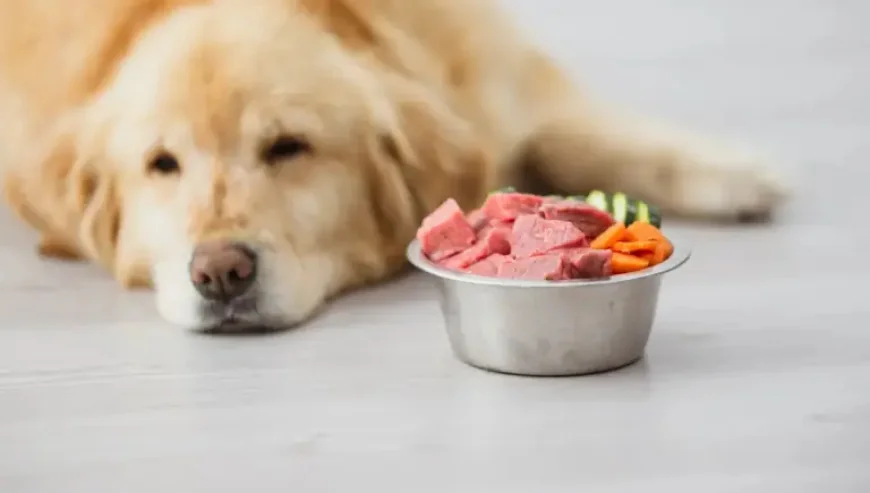 Infoman: Pampering Pets Reveals a Growing Care-Overreach That May Harm Them