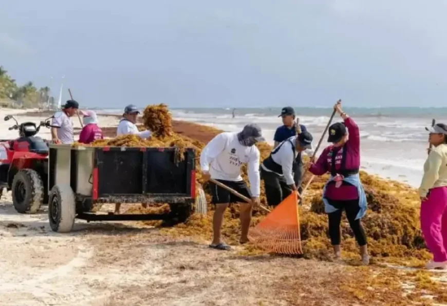 Tulum and the sargassum contradiction: 750 tons removed, yet the coast is still “reeling”