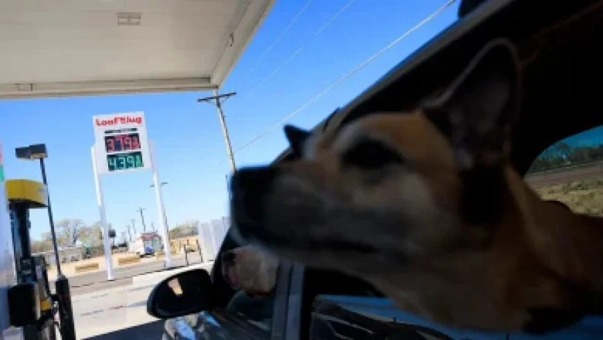 Southwest Pilot Aborts Burbank Landing as Runway Remains Obstructed: Report