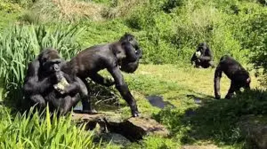 Bristol Zoo: 7 Gorillas Move to a Life Among the Trees — A Major Relocation and a Sudden Loss