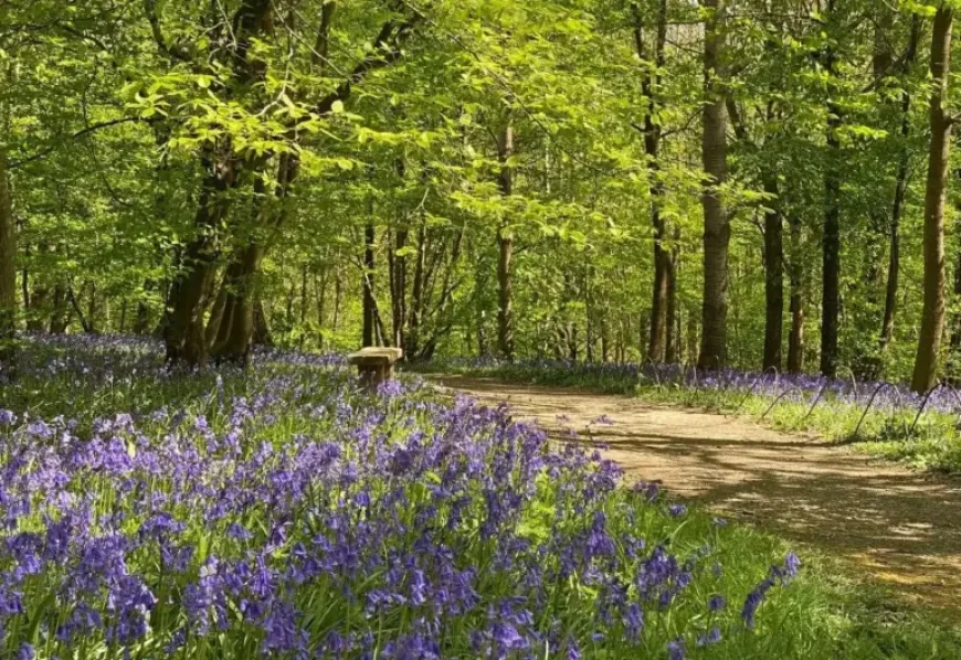 Hole Park: Bluebell bonanza sparks earliest ever opening — what it reveals about this spring