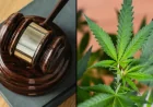 Judge Dismisses Anti-Marijuana Effort, Sets CBD-THC Medicare Hearing for 4/20