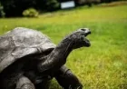 Jonathan Tortoise Death: End of a 193-Year Life as an Era Closes