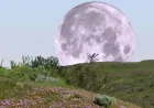 Is It A Full Moon Tonight? 3 Revelations About April’s Pink Moon Peak
