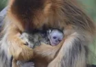 Singe: A golden infant at ZooParc de Beauval rewrites conservation hopes
