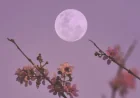 What Day Is Easter 2026 — Full Moon Rules and Children’s Celebrations