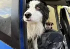 Border Collie Rescue Reveals a Funding Gap: How a Week-Long Search Was Paid for in Hours