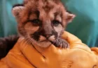 Rescued: Abandoned Baby Mountain Lion Found in Southern California