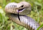 Australia East Coast Snake Warning Reveals Venomous Species Moving Into Suburbs