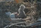 Bald Eagles Big Bear as the Nest’s Newest Eaglets Arrive