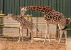West Midlands Safari Park: 2 baby giraffes take first steps outside, one gets the ‘zoomies’