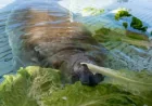 Seaworld Orlando recovery ends with 1 surprising manatee release after storm drain rescue
