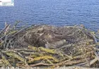 Rutland Water osprey lays Easter Sunday egg