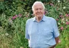Tv Tonight: David Attenborough’s Secret Garden Is a 100th-Birthday Surprise