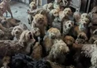 250 Dogs Found Uk House: Cockapoos Left With Major Sight Loss