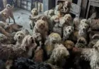 250 Dogs Found Uk House: Inside the RSPCA Rescue That Left Even Inspectors Stunned