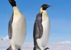 Emperor Penguin on the Edge: How a Vanishing Ice Sheet Is Reshaping a Species