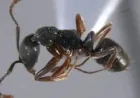 Ants With a Deadly Sting Are Spreading Across the U.S., and Families Are Learning to Notice Them