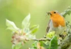 Rspb warns of a summer bird-feeding shift that could help curb disease spread