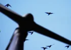 Wind Turbine Data Gives Birds a New Place in the Energy Debate