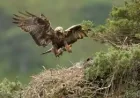England Golden Eagle Reintroduction Gains £1m Backing as Return Plan Advances