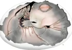 Embryo Fossil Reveals 250-Million-Year-Old Proof That Mammal Ancestors Laid Eggs