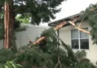 Santa Rosa Lightning Blast: 3 Buildings Hit After Redwood Tree Explodes