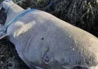 Greenland Shark Washes Up in Sligo: 5 Facts Behind the Rare Strandings