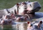 Colombia to cull 80 hippos tied to Pablo Escobar after decades of growth