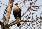 Oiseaux Caracara as 2026 begins: Québec’s rare visit signals a shifting migration pattern