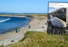 Irlandia: 150-year-old shark on a beach reveals a rare Arctic mystery