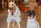 Bunnings Dog Hoodie and a 3-day free event: what 11,000 people showed last time