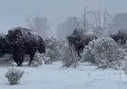 Yellowstone National Park Bison Face Heavy Spring Snow as the Seasons Turn Too Soon