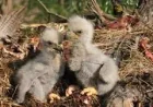 Eaglets Euthanized After Storms Swept Away Their Nest