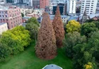St David’s Park Tree Removal: Hobart Loses Two 88-Year-Old Giants After Rescue Efforts Fail