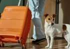 Pet Passport Rules Change in EU Travel Warning