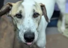 Ralph Rescue Dog Returned After 12 Days: Why One Adoption Ended in Heartbreak