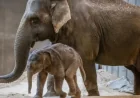Smithsonian National Zoo baby elephant Linh Mai makes Earth Day debut