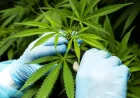 Trump Administration Eases Medical Marijuana Restrictions