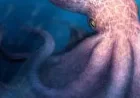 Giant Octopus: New fossil study suggests a 19-metre predator ruled Cretaceous seas