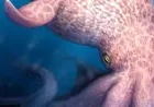 Giant Octopus and the ancient-seas turning point