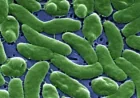 Vibrio Vulnificus New York Waters: Health Experts Warn of Fast-Moving Risk on Long Island
