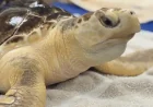 Sea Turtles: Earl Grey’s Recovery Reveals a Rare Family Tree