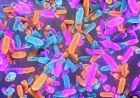 Bacteria and the Brain: 5 Clues From a Hidden Gut Trigger