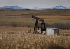 Alberta Energy Regulator orders Calgary-based MAGA Energy to suspend operations over compliance failures