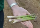 Vale Of Evesham: 5 things behind Britain’s asparagus season opening