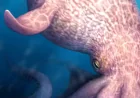 Nanaimoteuthis and the 19-metre octopus that could rewrite 100 million years of sea power